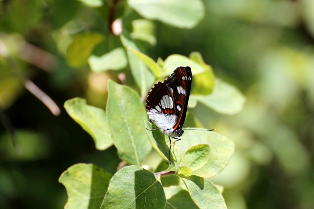 Limenitis reducta